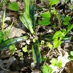 Orchis mascula Leaf