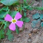 Marcus-kochia littorea Flower