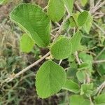 Cordia monoica Hoja
