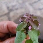 Lamium purpureum 花