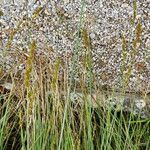 Carex appropinquata Blad