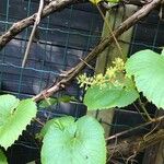 Vitis coignetiae বাকল