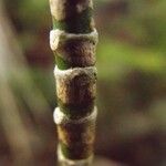 Chassalia gaertneroides Corteza