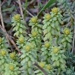 Euphorbia seguieriana Flor