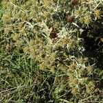 Eryngium campestre Hábito