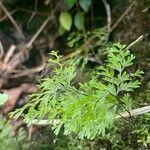 Hymenophyllum polyanthos Yaprak