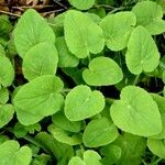Lactuca macrophylla Hoja