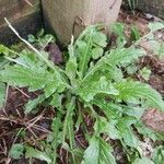 Erigeron floribundus Folha