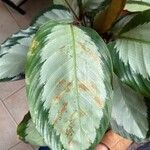 Calathea picturata Lehti