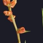 Guzmania acorifolia പുഷ്പം