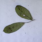 Cordia sprucei Leaf