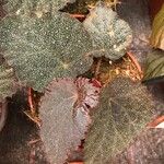 Begonia antsingyensis 葉