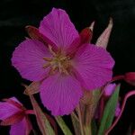 Epilobium conspersum Агульны выгляд