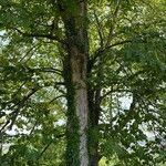 Carya pallida Hábito