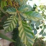 Handroanthus chrysotrichus Leaf