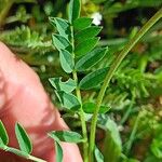 Astragalus leontinus Φύλλο