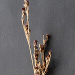 Juncus gerardi Frucht