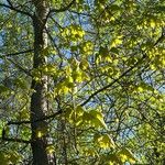 Acer spicatum Leaf