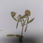 Trifolium strictum Fleur