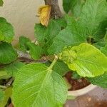 Hibiscus fragilis Blad