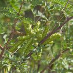 Prosopis pubescens Плод