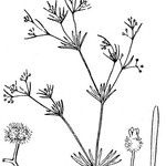 Galium setaceum अन्य