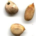 Castilla elastica autre