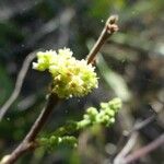 Rhus longipes Flower