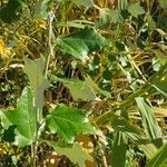 Populus alba Blatt