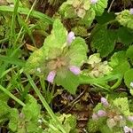 Lamium hybridum Flower