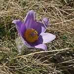 Pulsatilla grandis Flor