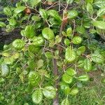 Quercus alnifolia 叶