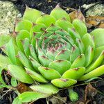 Sempervivum tectorum Blatt