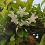 Wrightia religiosa Flower