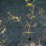 Galium setaceum अन्य