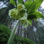 Cardamine enneaphyllos Cortiza