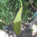 Erythrostemon mexicanus Fruit