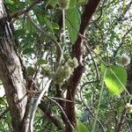 Searsia longipes Kvet