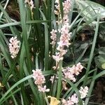 Liriope graminifolia Flower