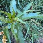 Persicaria senegalensis Leaf