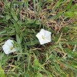 Convolvulus lineatus Leaf