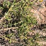 Genista scorpius Leaf