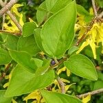 Forsythia japonica Blatt