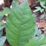 Dorstenia psilurus ഇല