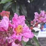 Lagerstroemia speciosaFlower