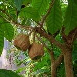 Gustavia augusta Frucht