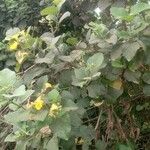 Cordia lutea Blad