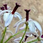 Melia azedarach Flower