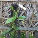 Bulbophyllum longiflorum ഇല