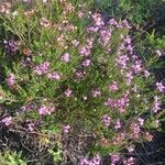 Erica umbellata Habit